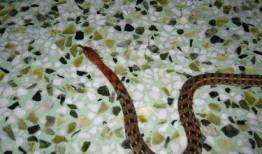 花儿与蛇在线观看,探寻神秘花园的奇幻之旅