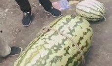 网红吃100斤瓜,场面壮观引热议