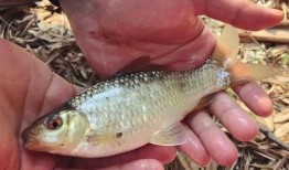 薯鱼大爆料完整视频