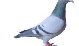 武汉鸽子最新爆料视频,揭秘视频背后的惊人真相