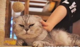 开心养猫场爆料视频大全,猫咪欢乐日常大盘点