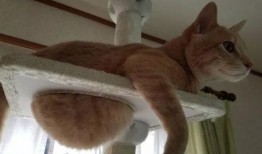 开心养猫场爆料视频大全,猫咪欢乐日常大盘点