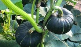 网红口子姐吃瓜,一场吃瓜盛宴背后的故事