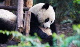 神秘熊猫人爆料视频大全,视频大全背后的惊人真相