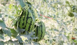 内蒙吃瓜网红,揭秘草原上的“瓜界达人”