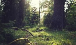 《丛林》在线观看,探险之旅，生死较量