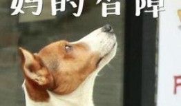 神秘熊猫人爆料视频大全,视频大全背后的惊人真相