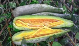 网红口子姐吃瓜,一场吃瓜盛宴背后的故事