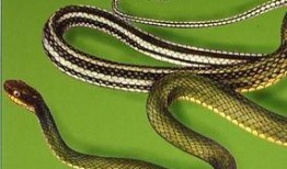 花儿与蛇在线观看,探寻神秘花园的奇幻之旅