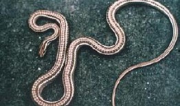 花儿与蛇在线观看,探寻神秘花园的奇幻之旅