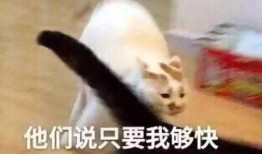 网红吃瓜头像搞笑表情包,笑料横生的搞笑瞬间