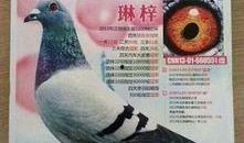 武汉鸽子最新爆料视频,揭秘视频背后的惊人真相