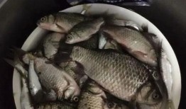 薯鱼大爆料完整视频