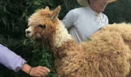 爆料 美国 羊驼视频,萌态可掬引网友热议