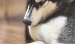 唔哈在线观看,解锁精彩瞬间，尽享视听盛宴