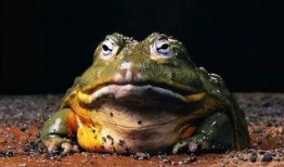 网红蛙搞笑视频吃瓜,笑料百出引人捧腹