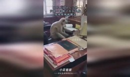 猴子爆料最新视频,猴子爆料最新视频，带你一探究竟！