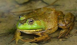 网红蛙搞笑视频吃瓜,笑料百出引人捧腹