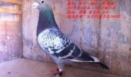 武汉鸽子最新爆料视频,揭秘视频背后的惊人真相