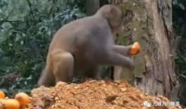 猴子爆料最新视频,猴子爆料最新视频，带你一探究竟！