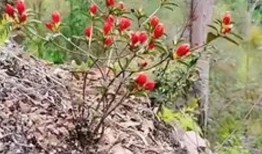 农村爆料花哥视频大全,揭秘乡村生活百态